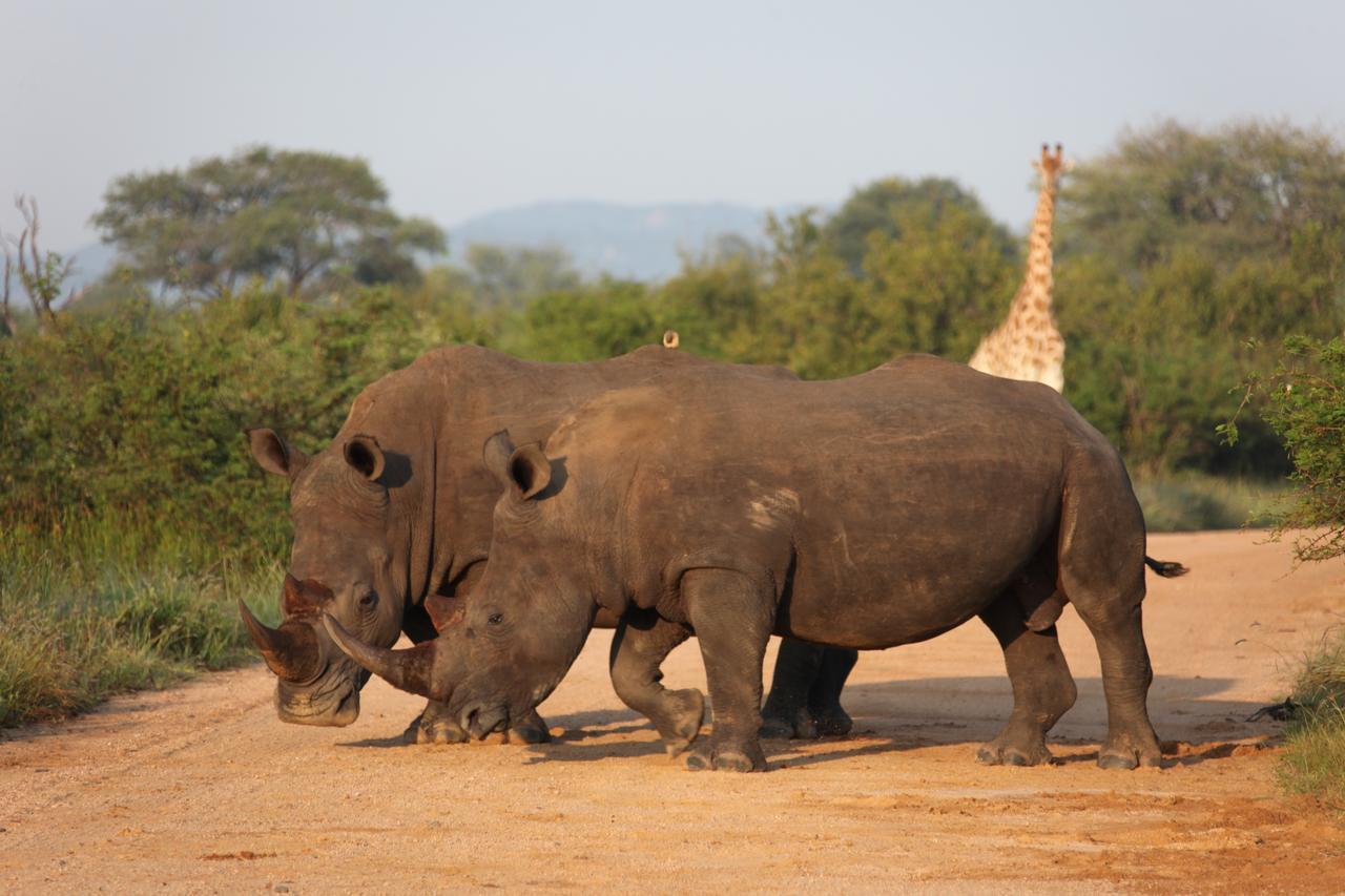 Rhino Ridge Safari Lodge KwaNompondo Ngoại thất bức ảnh