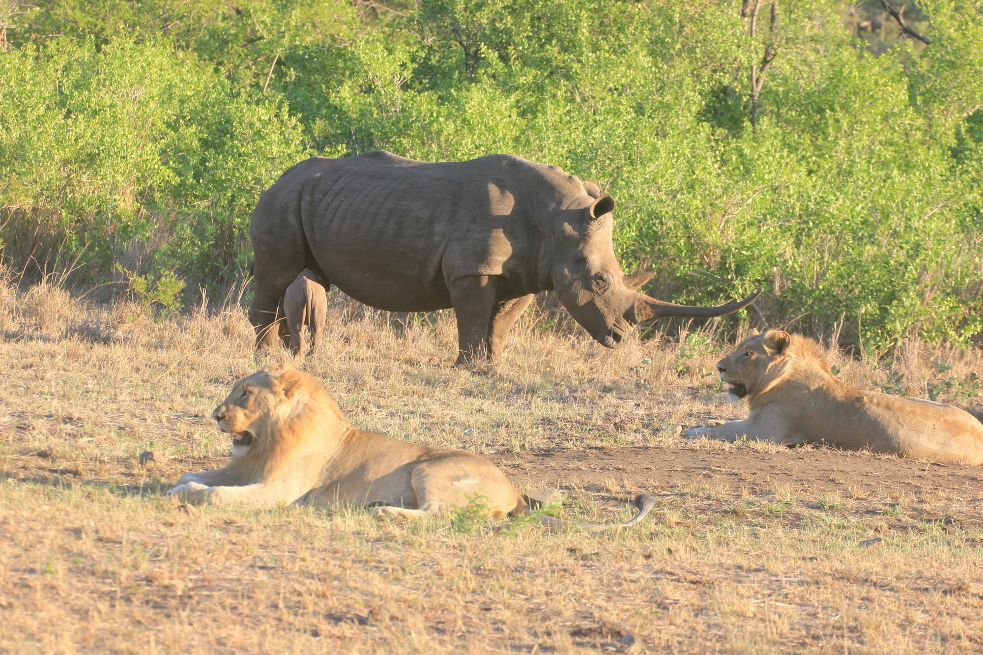 Rhino Ridge Safari Lodge KwaNompondo Ngoại thất bức ảnh